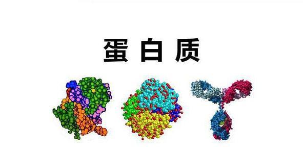 蛋白質(zhì)如何完整地到達其靶標并通過聚合物刷保護其免受破壞性蛋白酶的侵害