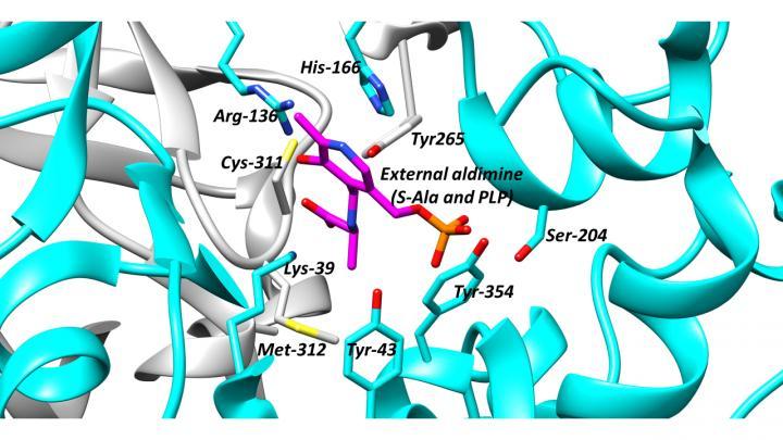 科學(xué)家研究了消旋體 并提出了尋找針對這些重要酶的藥物的策略