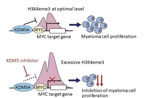 參與多發(fā)性骨髓瘤生長的新表觀遺傳機(jī)制