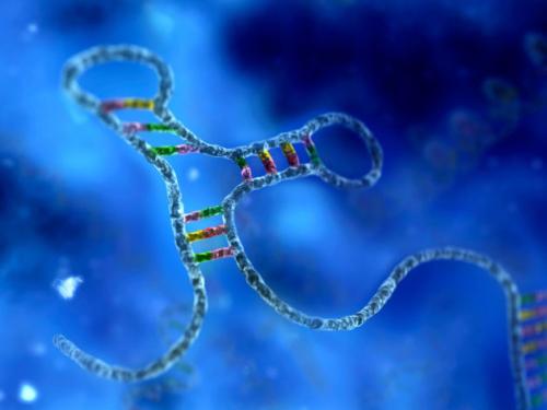 科學(xué)界認(rèn)為RNA(核糖核酸)在其中發(fā)揮著關(guān)鍵作用