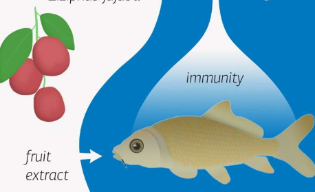 紅棗提取物改善魚(yú)的免疫系統(tǒng)