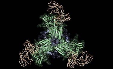 突破性的HIV疫苗設(shè)計策略在原理驗證測試中顯示出希望