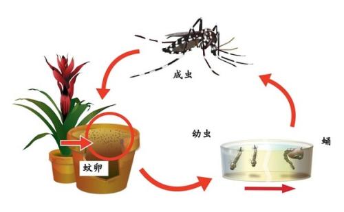 隨著世界氣溫升高十億人將重新接觸登革熱等疾病