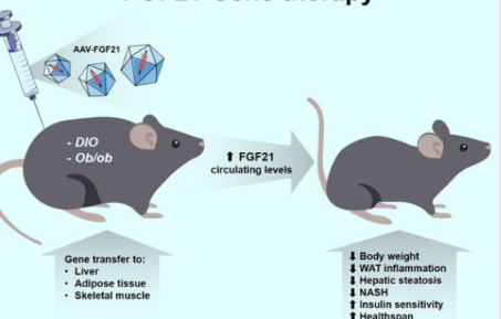 基因療法可治療小鼠的胰島素抵抗和肥胖癥