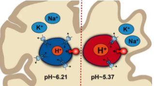 腦細(xì)胞的pH失衡可能導(dǎo)致阿爾茨海默氏病