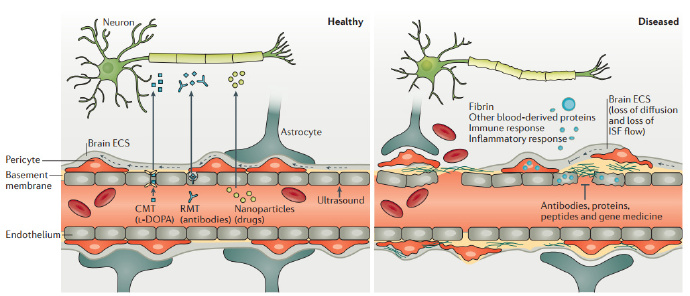 血腦屏障通透性的調(diào)節(jié)對(duì)于開發(fā)針疾病療法至關(guān)重要