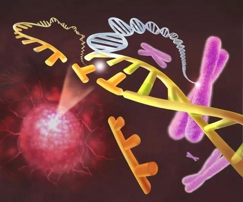 研究解決了復(fù)雜microRNA癌基因的神秘面紗