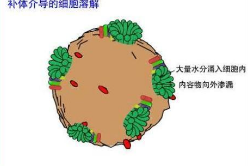 研究闡明了植物對生物脅迫的免疫防御反應的新要素