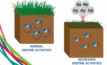 重金屬使土壤酶變?nèi)?倍