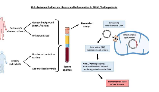新研究強調炎癥與帕金森氏病之間的聯(lián)系