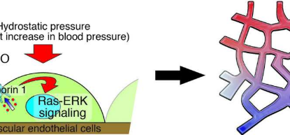血壓的短暫升高會(huì)促進(jìn)某些血管的生長(zhǎng)