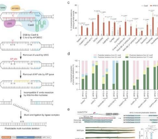 科學家在植物中開發(fā)出新穎的可預測的多核苷酸缺失系統(tǒng)