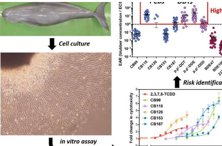 環(huán)境污染物導(dǎo)致的海豚細(xì)胞死亡