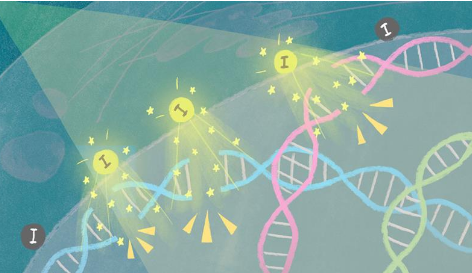 碘激活納米粒子引發(fā)癌細胞中的 DNA 損傷