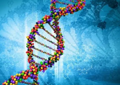 研究人員使用下丘腦模型推斷與睡眠 青春期等相關的基因