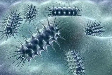 科學(xué)家發(fā)現(xiàn)可改善蜜蜂記憶力的腸道細菌