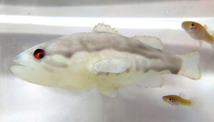機(jī)器人利用恐懼來對抗入侵的魚類