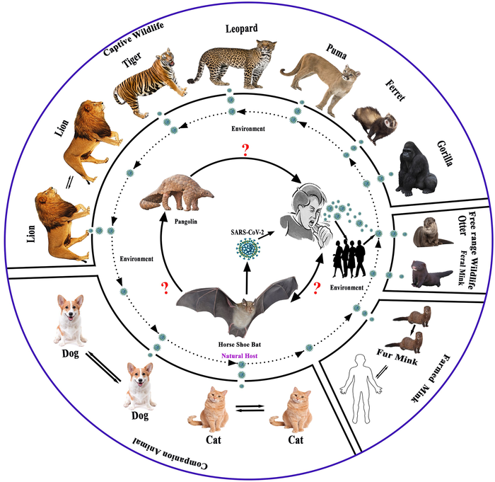 探索世界各地動物中 SARS-CoV-2 和相關(guān)病毒的遺傳學