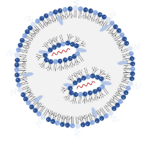 支鏈脂質(zhì)的高效 mRNA 遞送