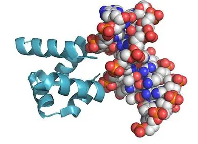 除了下調(diào)蛋白質(zhì)產(chǎn)生外 MicroRNA 還可以上調(diào)蛋白質(zhì)