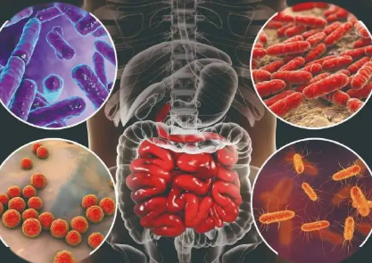 全宏基因組分析有助于識別令人沮喪的腸道微生物