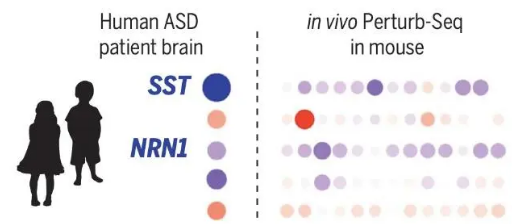 研究確定了 ASD 遺傳因素之間以前未知的聯(lián)系