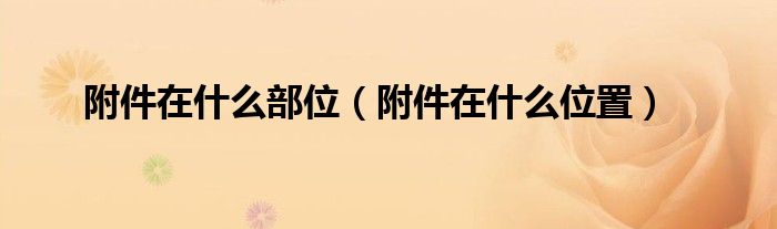 附件在什么部位（附件在什么位置）