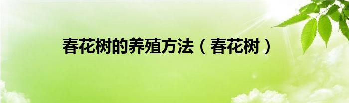 春花樹的養(yǎng)殖方法（春花樹）