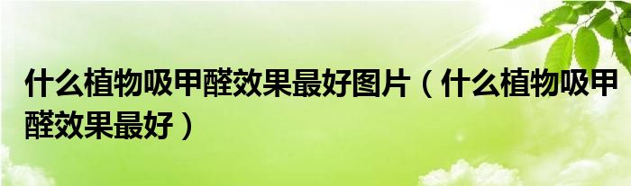 什么植物吸甲醛效果最好圖片（什么植物吸甲醛效果最好）