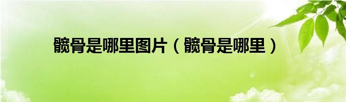髖骨是哪里圖片（髖骨是哪里）