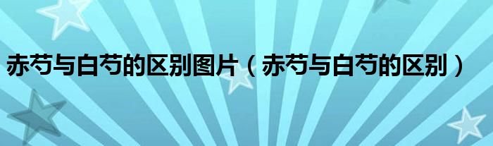 赤芍與白芍的區(qū)別圖片（赤芍與白芍的區(qū)別）