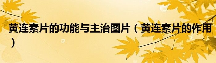 黃連素片的功能與主治圖片（黃連素片的作用）