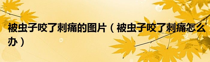 被蟲子咬了刺痛的圖片（被蟲子咬了刺痛怎么辦）