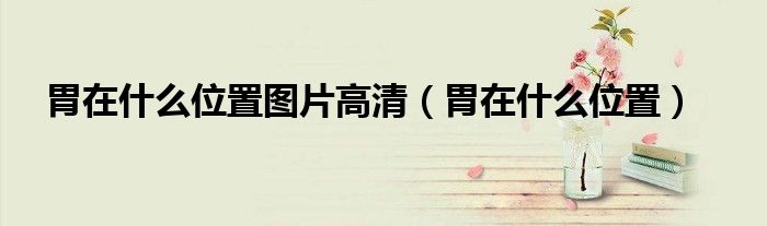 胃在什么位置圖片高清（胃在什么位置）
