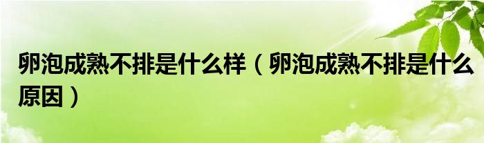 卵泡成熟不排是什么樣（卵泡成熟不排是什么原因）