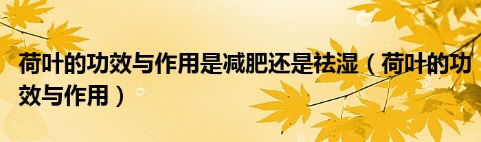 荷葉的功效與作用是減肥還是祛濕（荷葉的功效與作用）
