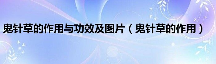 鬼針草的作用與功效及圖片（鬼針草的作用）