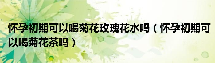 懷孕初期可以喝菊花玫瑰花水嗎（懷孕初期可以喝菊花茶嗎）