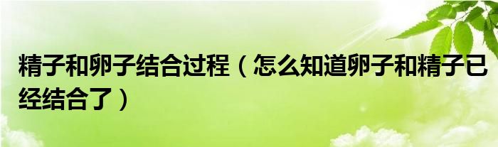 精子和卵子結合過程（怎么知道卵子和精子已經(jīng)結合了）