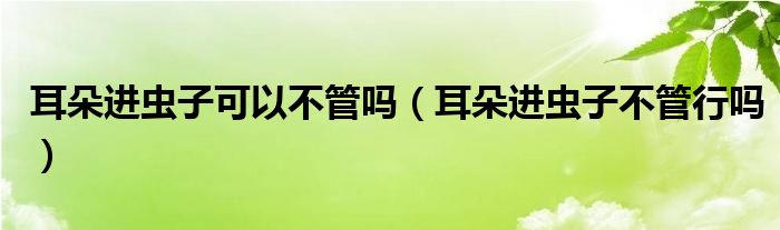 耳朵進(jìn)蟲(chóng)子可以不管嗎（耳朵進(jìn)蟲(chóng)子不管行嗎）