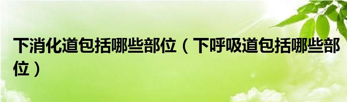 下消化道包括哪些部位（下呼吸道包括哪些部位）