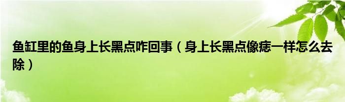 魚(yú)缸里的魚(yú)身上長(zhǎng)黑點(diǎn)咋回事（身上長(zhǎng)黑點(diǎn)像痣一樣怎么去除）