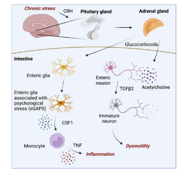 小鼠免疫系統(tǒng)和大腦之間的聯(lián)系可以解釋為什么壓力會加重腸道炎癥