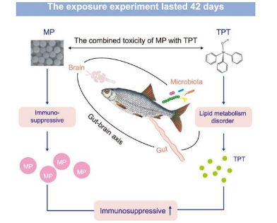 共暴露研究發(fā)現(xiàn)微塑料和三苯基錫通過腸-腦軸放大毒性