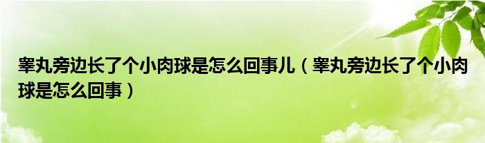 睪丸旁邊長了個小肉球是怎么回事兒（睪丸旁邊長了個小肉球是怎么回事）