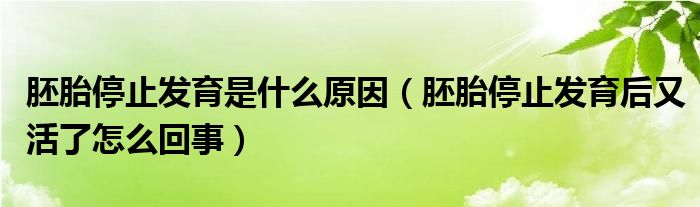 胚胎停止發(fā)育是什么原因（胚胎停止發(fā)育后又活了怎么回事）