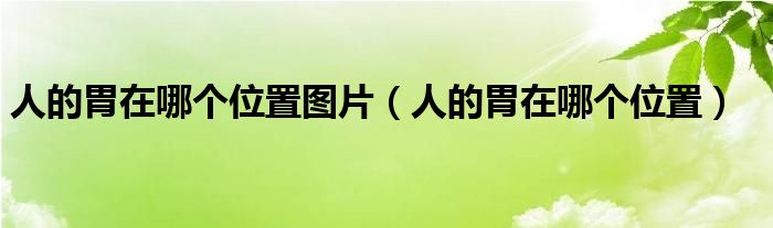 人的胃在哪個(gè)位置圖片（人的胃在哪個(gè)位置）