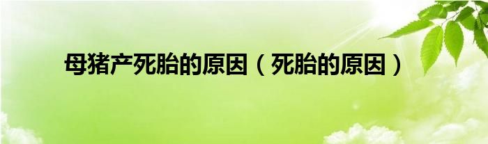 母豬產(chǎn)死胎的原因（死胎的原因）