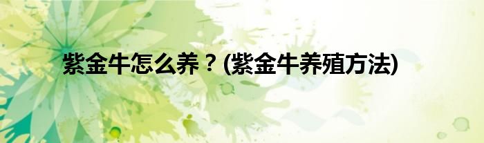 紫金牛怎么養(yǎng)？(紫金牛養(yǎng)殖方法)