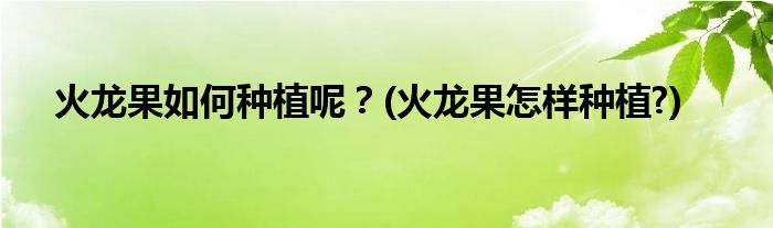 火龍果如何種植呢？(火龍果怎樣種植?)